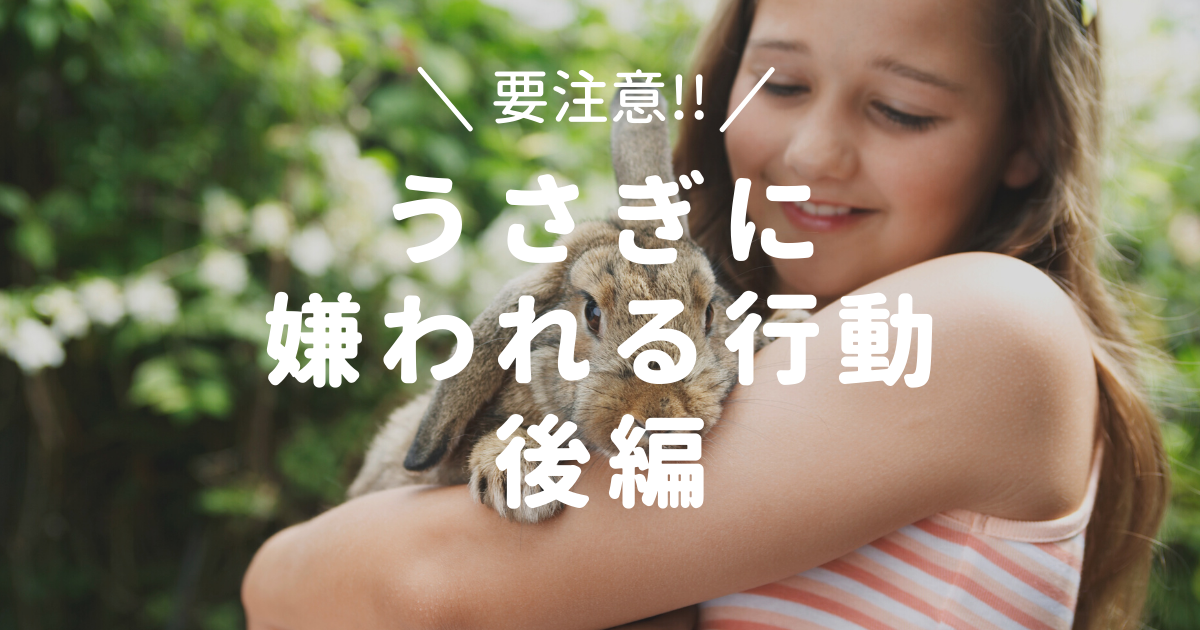 うさぎに嫌われる15の行動 後編 うさぎと暮らすマガジン