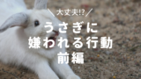うさぎに嫌われる15の行動 後編 うさぎと暮らすマガジン