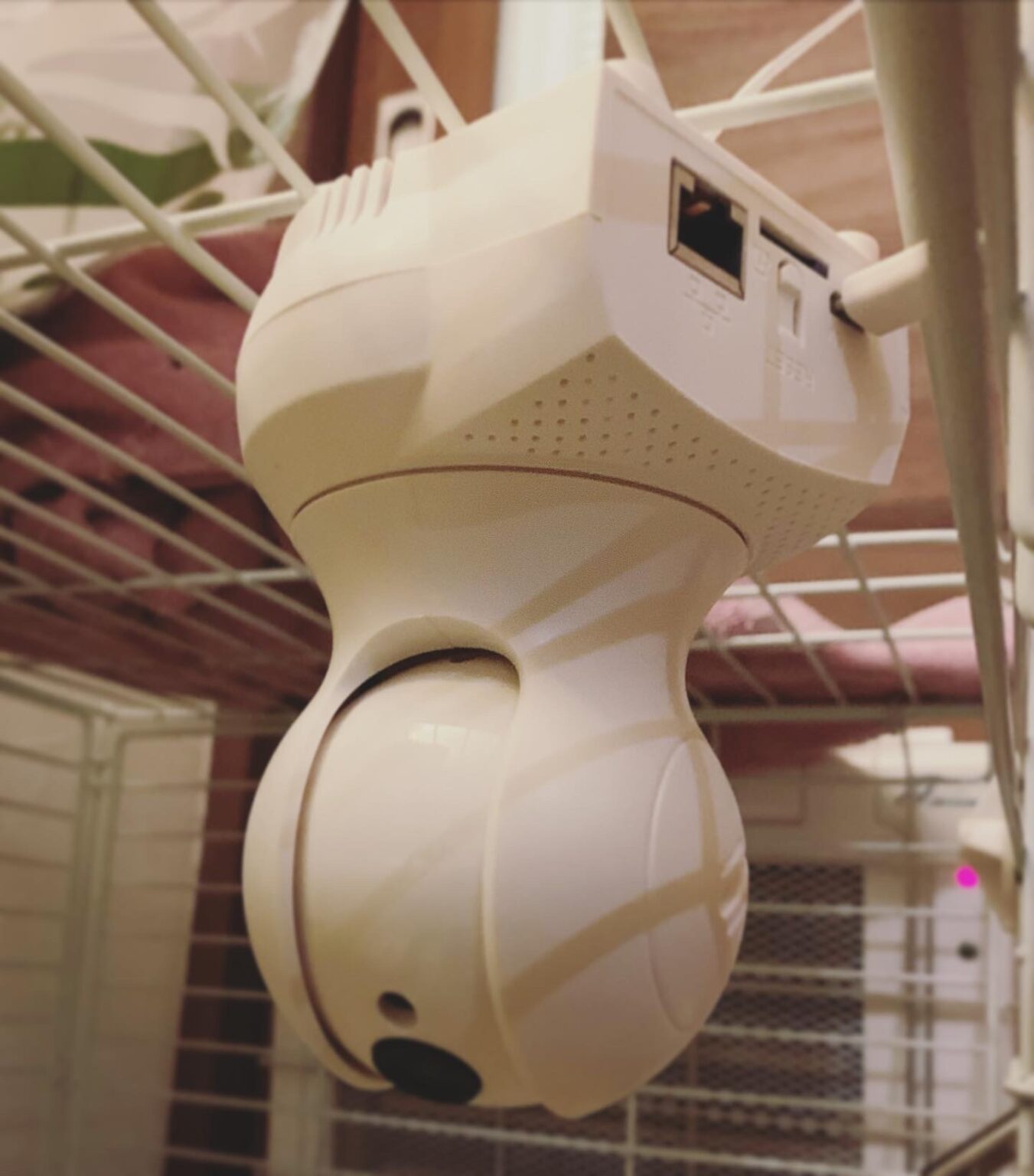 うさぎ用ペットカメラおすすめ7選【効果的な使い方や注意点も解説】 うさぎと暮らすマガジン