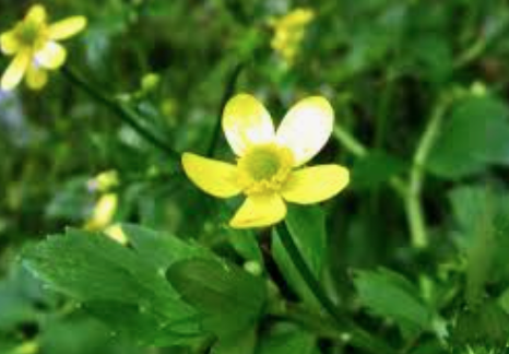 うさんぽ大丈夫 うさぎが食べてはいけない野草一覧 写真つき うさぎと暮らすマガジン