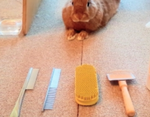 うさぎのグルーミング基本解説 忙しいあなたに 楽にできる５のコツ うさぎと暮らすマガジン