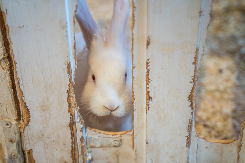 うさぎが口をもぐもぐ それ不正咬合かも うさぎの歯の病気 うさぎと暮らすマガジン