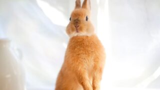 うさぎの気持ちを知りたい うさぎと暮らすマガジン うさぎの気持ちを知りたい うさぎと暮らすマガジン