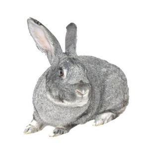 うさぎの性格が変わった それ思春期かも うさぎの反抗期の対処法 うさぎと暮らすマガジン