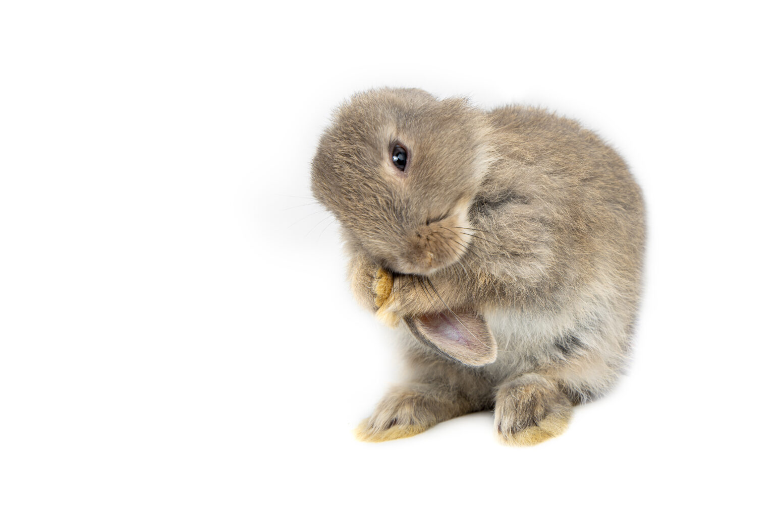 ティモテって何の意味 うさぎ耳の毛づくろいをティモテと呼ぶ理由 うさぎと暮らすマガジン