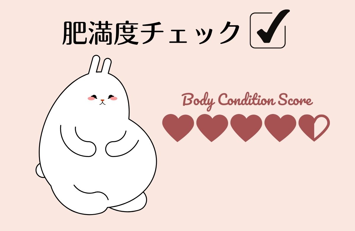 お家でできる うさぎの肥満度チェック 太り過ぎの見分け方とは うさぎと暮らすマガジン