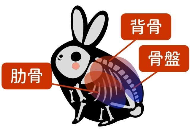 お家でできる うさぎの肥満度チェック 太り過ぎの見分け方とは うさぎと暮らすマガジン