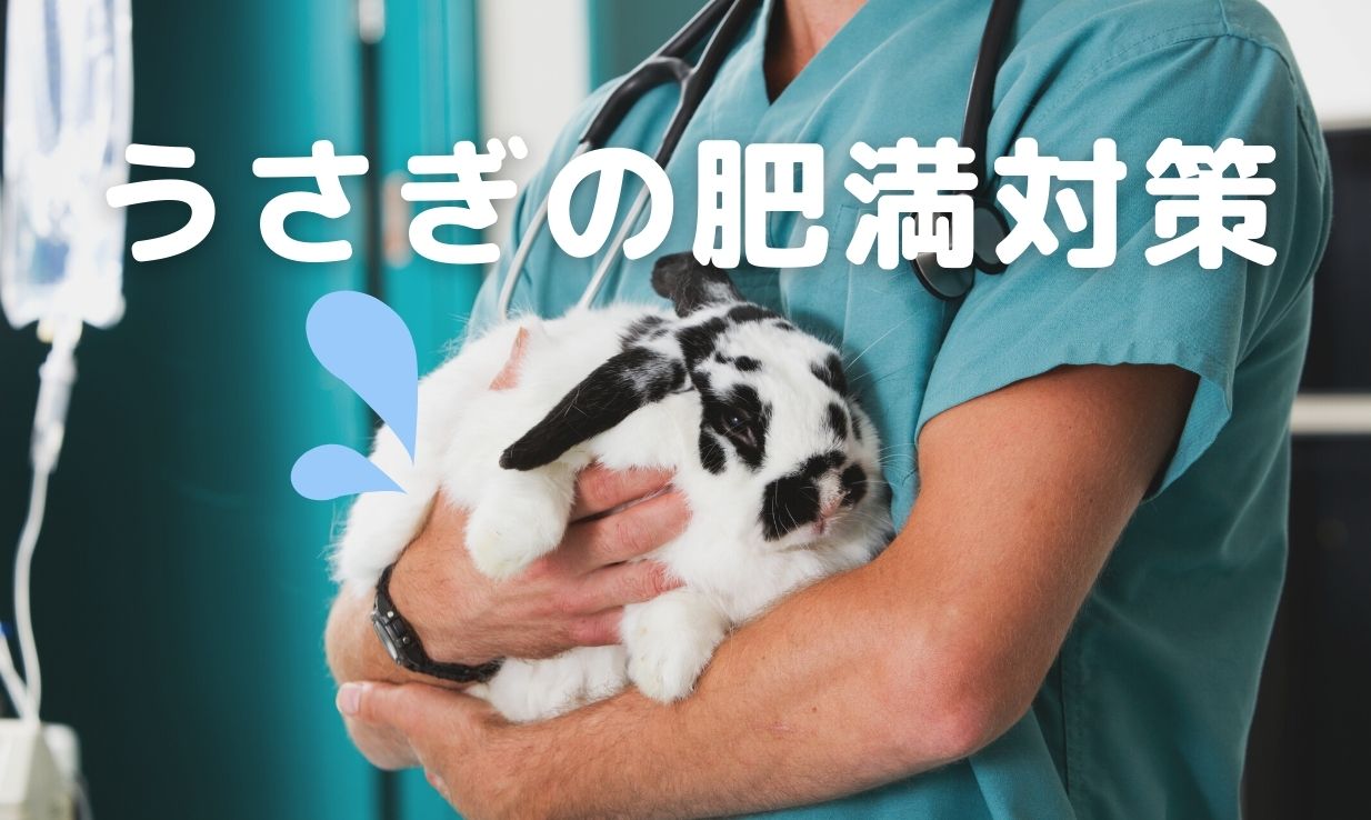 うちの子太り過ぎ うさぎが太る原因と肥満対策 うさぎと暮らすマガジン